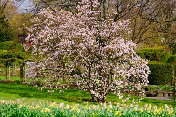 stock image Blossoming Tree in Spring. Spring time in nature with blooming tree