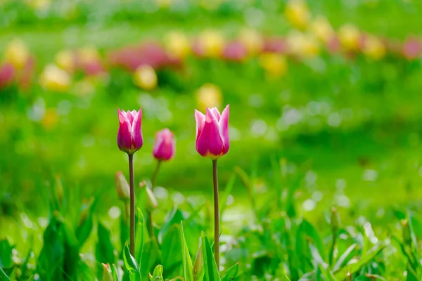 Bunt Blühende Tulpen Blühen Frühlingswiesen — Stockfoto