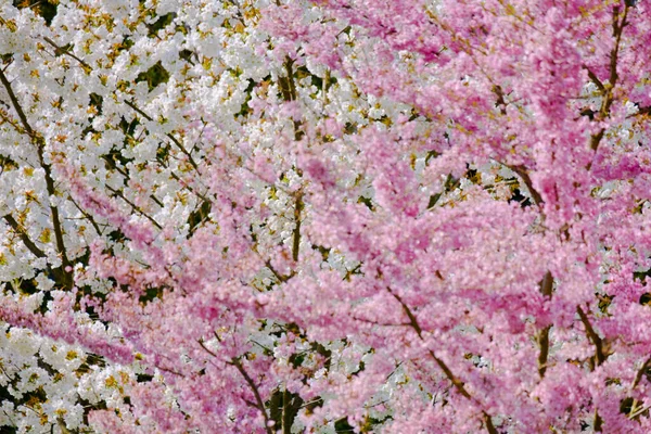 Árbol Floreciente Primavera Primavera Naturaleza Con Árbol Flor —  Fotos de Stock