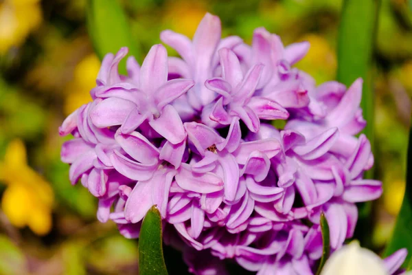 Champ Printanier Avec Jacinthes Roses Violettes Plein Soleil Dans Nature — Photo