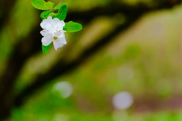 Blossoming Tree Spring Spring Time Nature Blooming Tree — Foto de Stock