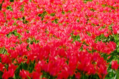 Bahar mevsiminin başlarında renkli laleler açar.