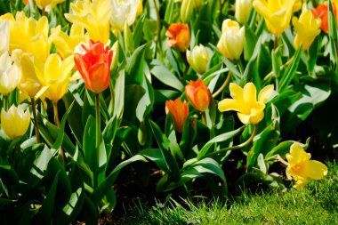 Bahar mevsiminin başlarında renkli laleler açar.