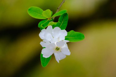 Blossoming Tree in Spring. Spring time in nature with blooming tree