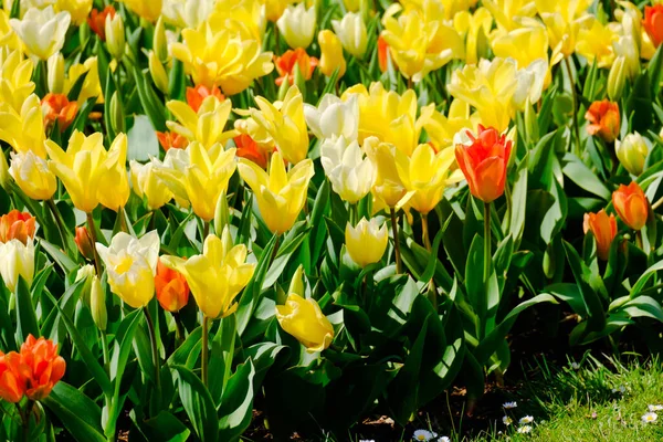 stock image colorful blooming tulips flowers in early spring field