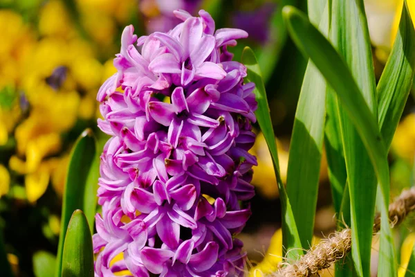 Jarní Pole Kvetoucími Růžovými Purpurovými Hyacinty Slunečném Dni Přírodě — Stock fotografie