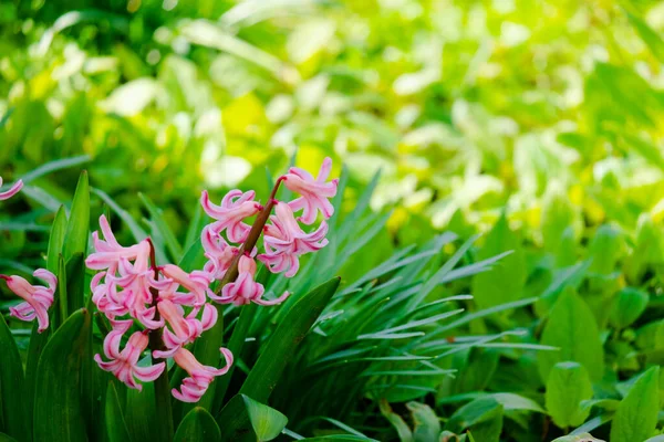 Vårfält Med Blommande Rosa Och Lila Hyacinter Solig Dag Naturen — Stockfoto