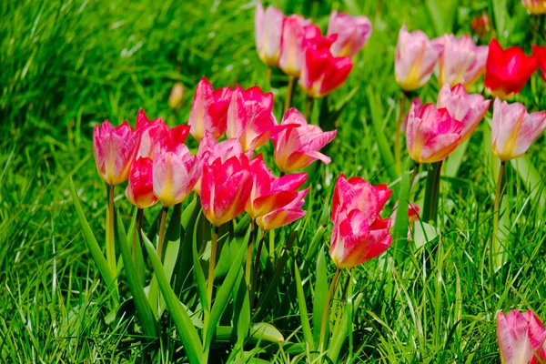 Kolorowe Kwitnące Tulipany Kwiaty Wczesnym Polu Wiosny — Zdjęcie stockowe