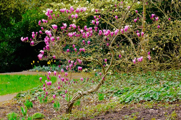 Árbol Floreciente Primavera Primavera Naturaleza Con Árbol Flor — Foto de Stock