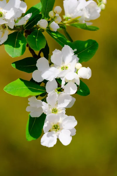 Blühender Baum Frühling Frühling Der Natur Mit Blühendem Baum — Stockfoto