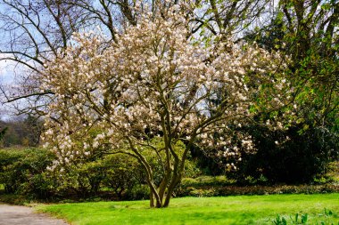 Blossoming Tree in Spring. Spring time in nature with blooming tree