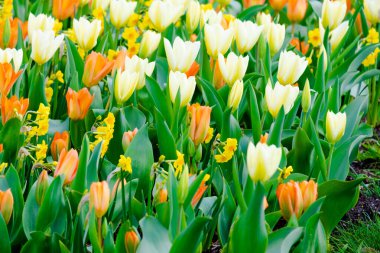 Bahar mevsiminin başlarında renkli laleler açar.