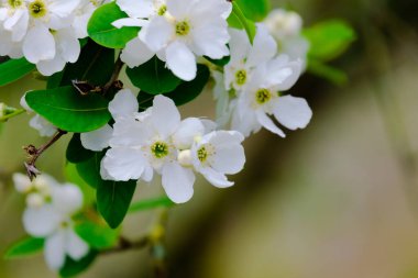 Blossoming Tree in Spring. Spring time in nature with blooming tree