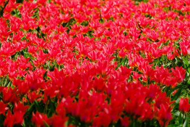 Bahar mevsiminin başlarında renkli laleler açar.