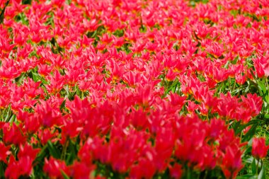 Bahar mevsiminin başlarında renkli laleler açar.