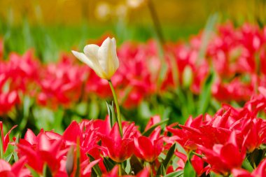 Bahar mevsiminin başlarında renkli laleler açar.