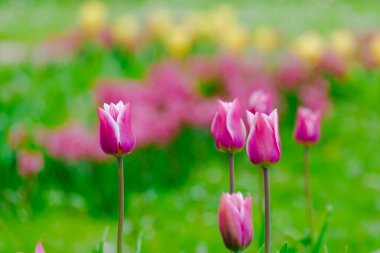 Bahar mevsiminin başlarında renkli laleler açar.