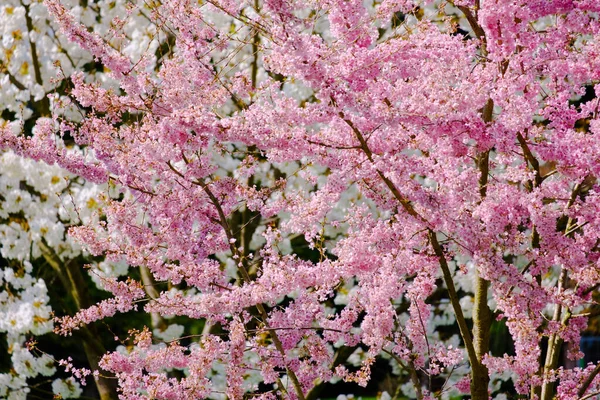 Blossoming Tree Spring Spring Time Nature Blooming Tree — Stock Fotó