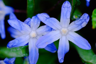 Bahar mevsiminde yağmur damlalarıyla kaplı küçük mavi Scilla Siberica çiçeği. makro fotoğrafçılık