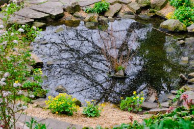 İlkbaharda yağmur damlalarıyla kaplı sarı bahar çiçekleri