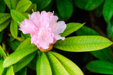 Blossoming Tree in Spring. Spring time in nature with blooming tree