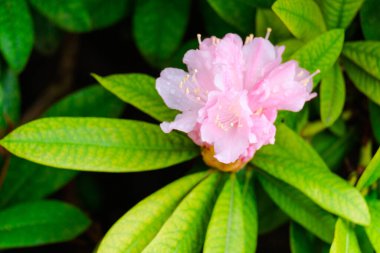 Blossoming Tree in Spring. Spring time in nature with blooming tree