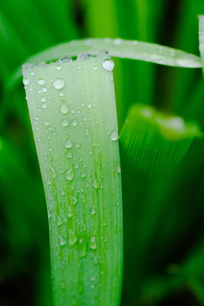 Grandes Gotas Agua Lluvia Transparente Sobre Hojas Verdes Naturaleza — Foto de Stock
