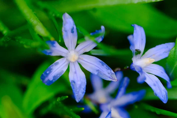 Mały Niebieski Kwiat Scilla Siberica Wiosną Pokryte Kroplami Wody Deszczowej — Zdjęcie stockowe