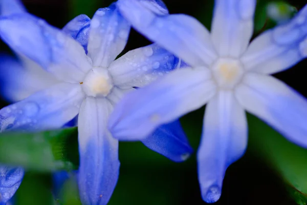 Malá Modrá Květinka Scilla Siberica Jaře Pokrytá Kapkami Dešťové Vody — Stock fotografie