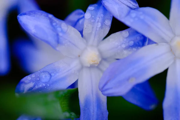 Kleine Blauwe Scilla Siberica Bloem Lente Bedekt Met Regenwater Druppels — Stockfoto