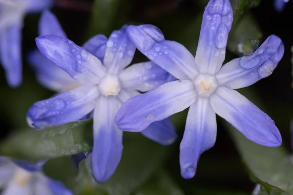 Невелика Синя Квітка Scilla Siberica Навесні Вкрита Краплями Дощової Води — стокове фото