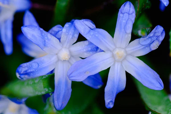 Malá Modrá Květinka Scilla Siberica Jaře Pokrytá Kapkami Dešťové Vody — Stock fotografie