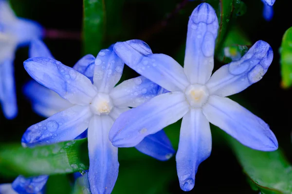 Pequena Flor Azul Scilla Siberica Primavera Coberta Com Gotas Água — Fotografia de Stock