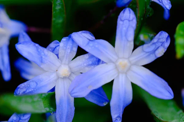 Pequeña Flor Azul Scilla Siberica Primavera Cubierta Con Gotas Agua — Foto de Stock