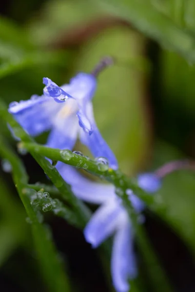 Liten Blå Scilla Siberica Blomma Våren Täckt Med Regnvatten Droppar — Stockfoto