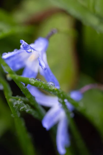 Liten Blå Scilla Siberica Blomma Våren Täckt Med Regnvatten Droppar — Stockfoto