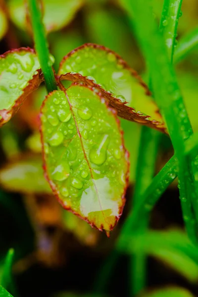 Большие Красивые Капли Прозрачной Дождевой Воды Зеленых Листьях Природе — стоковое фото