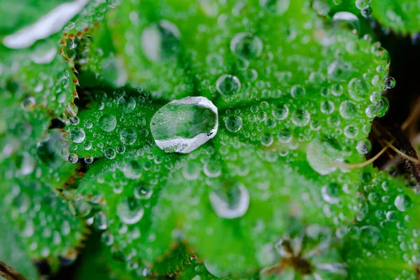 Large Beautiful Drops Transparent Rain Water Green Leafs Nature — Stock Photo, Image