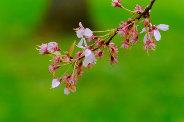 Blossoming Tree Spring Spring Time Nature Blooming Tree — ストック写真