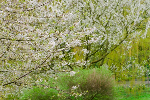 stock image Blossoming Tree in Spring. Spring time in nature with blooming tree