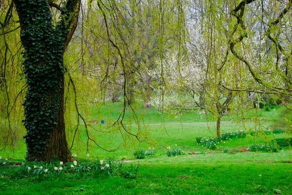 Drzewo Kwitnące Wiosną Wiosna Czas Przyrodzie Kwitnącym Drzewem — Zdjęcie stockowe