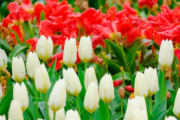 Colorful Blooming Tulips Flowers Early Spring Field — Stock Photo, Image