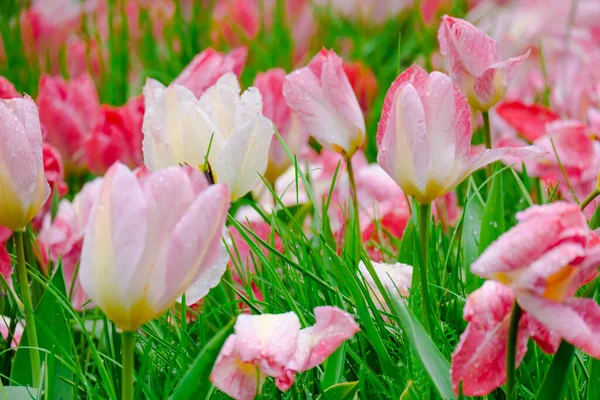 Värikäs Kukkivat Tulppaanit Kukkia Aikaisin Keväällä Alalla — kuvapankkivalokuva