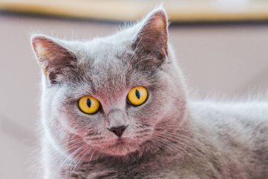 Gri İngiliz kısa saçlı kedi portresi neşeli havasında