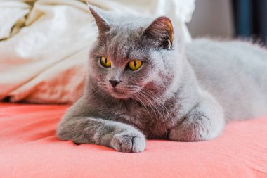 grey british short hair cat portrait in playful mood