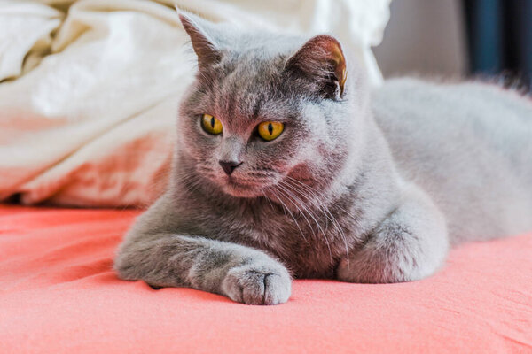 grey british short hair cat portrait in playful mood