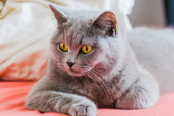grey british short hair cat portrait in playful mood