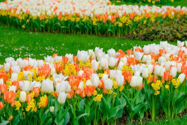 Bahar mevsiminin başlarında renkli laleler açar.