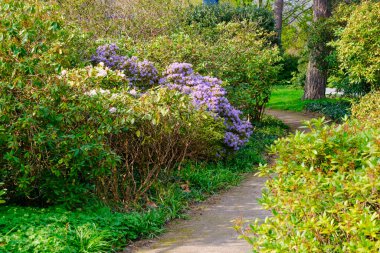 Blossoming Tree in Spring. Spring time in nature with blooming tree