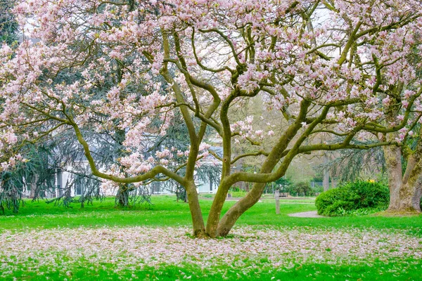 Blossoming Tree in Spring. Spring time in nature with blooming tree